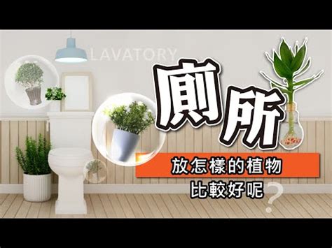 廁所放植物 中間屋化解